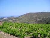 Vineyards near Collioure