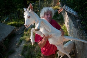 Siegfried Gradl hoists up an eager young goat 