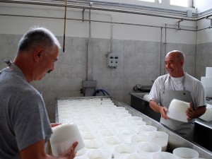 Salting their Casciotta cheese.