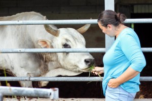 Savini feeds one of her two bulls a bit of organically grown grass. The cows at Valle Nuova are kept according to organic regulations and sold solely for their meat. 