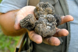 Giorgio holds truffles