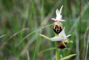 Ophyrs holosericea orchid