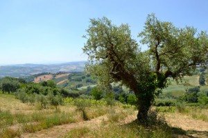 A 350-year-old olive tree, one of the oldest in Galiardi’s groves, stands amid the rolling hills of Cartoceto, a region long known for its excellent olive oil. 