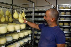 Luca Pala holds his cheese that is held in the cheese storage room at 30 degrees Fahrenheit. The cheese matures in this room for 20 days before its available for consumption.  