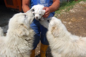 A mother and father lick their 2-week old puppy that will one day become a sheepherder like his parents. This breed is called Maremma Sheepdog. 