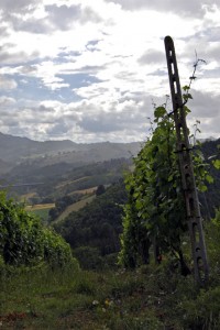 When Leonardo Cossi bought the property, forty-year-old grape vines were already planted there and remain there today.