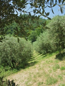 Baiocco has 250 olive trees that line the perimeter of his front yard.