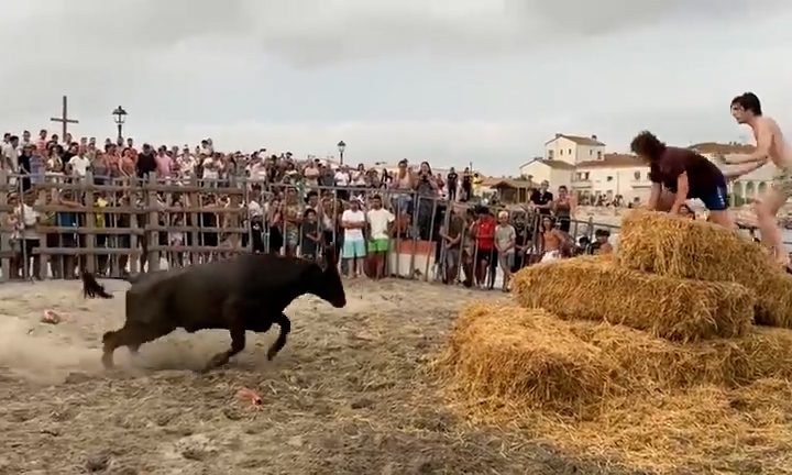 Two men stand on a haystack as a bull charges toward them.