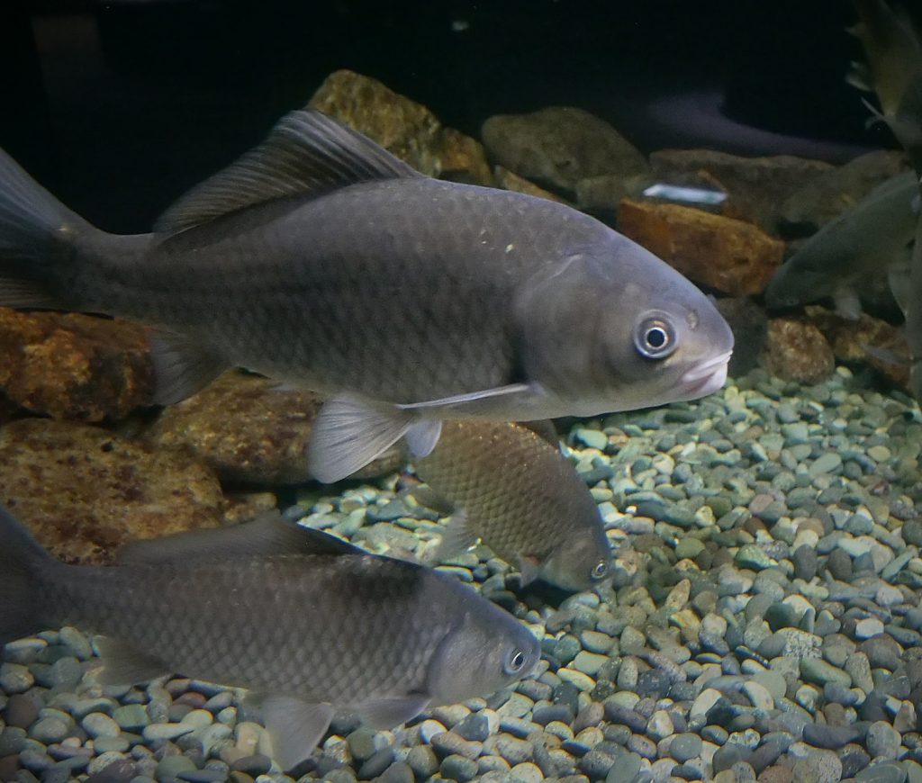 Nigoro-buna, a gray fish, swim in a tank at are on display at the Lake Biwa Museum in Shiga Prefecture.