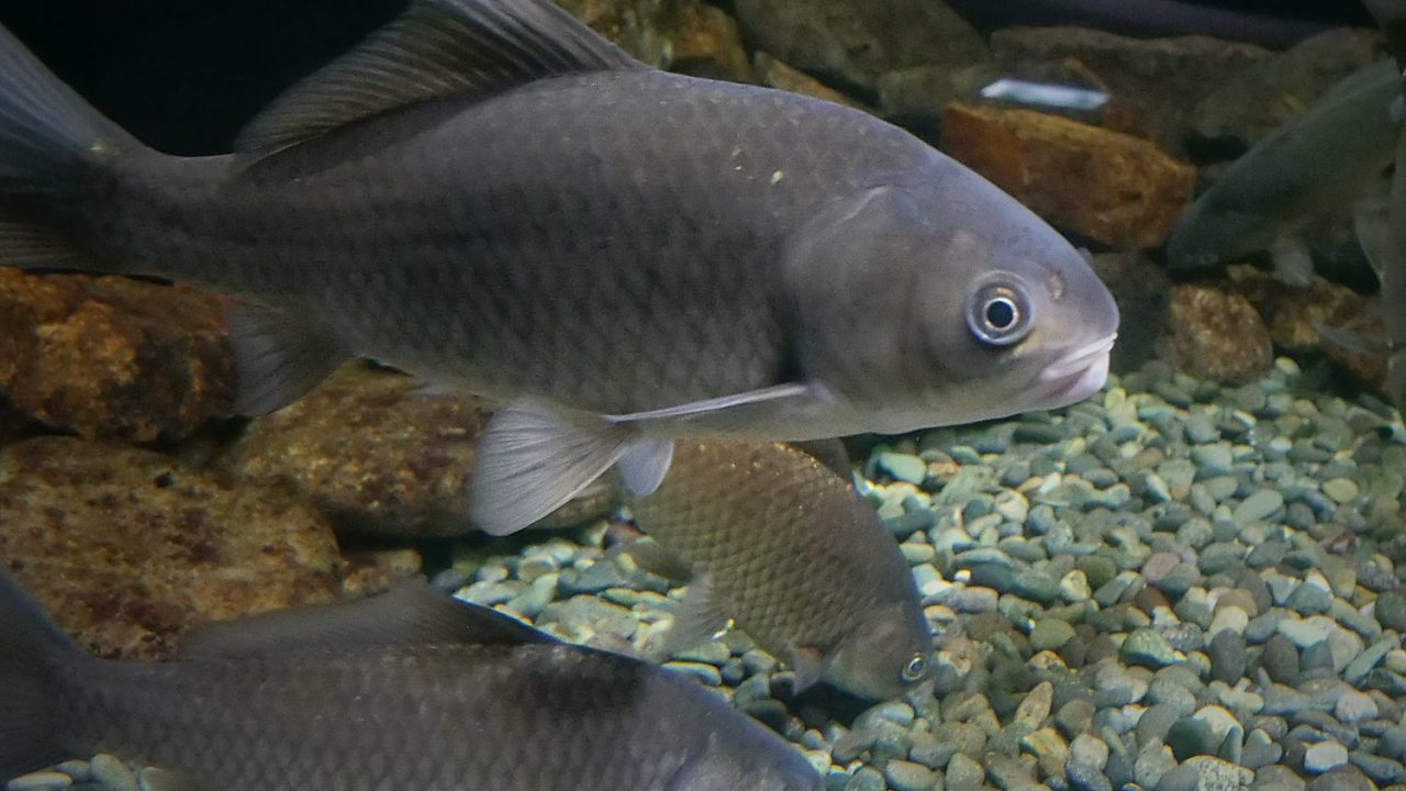Nigoro-buna, a gray fish, swim in a tank at are on display at the Lake Biwa Museum in Shiga Prefecture.