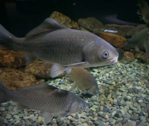 Nigoro-buna, a gray fish, swim in a tank at are on display at the Lake Biwa Museum in Shiga Prefecture.