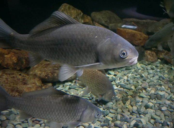 Nigoro-buna, a gray fish, swim in a tank at are on display at the Lake Biwa Museum in Shiga Prefecture.