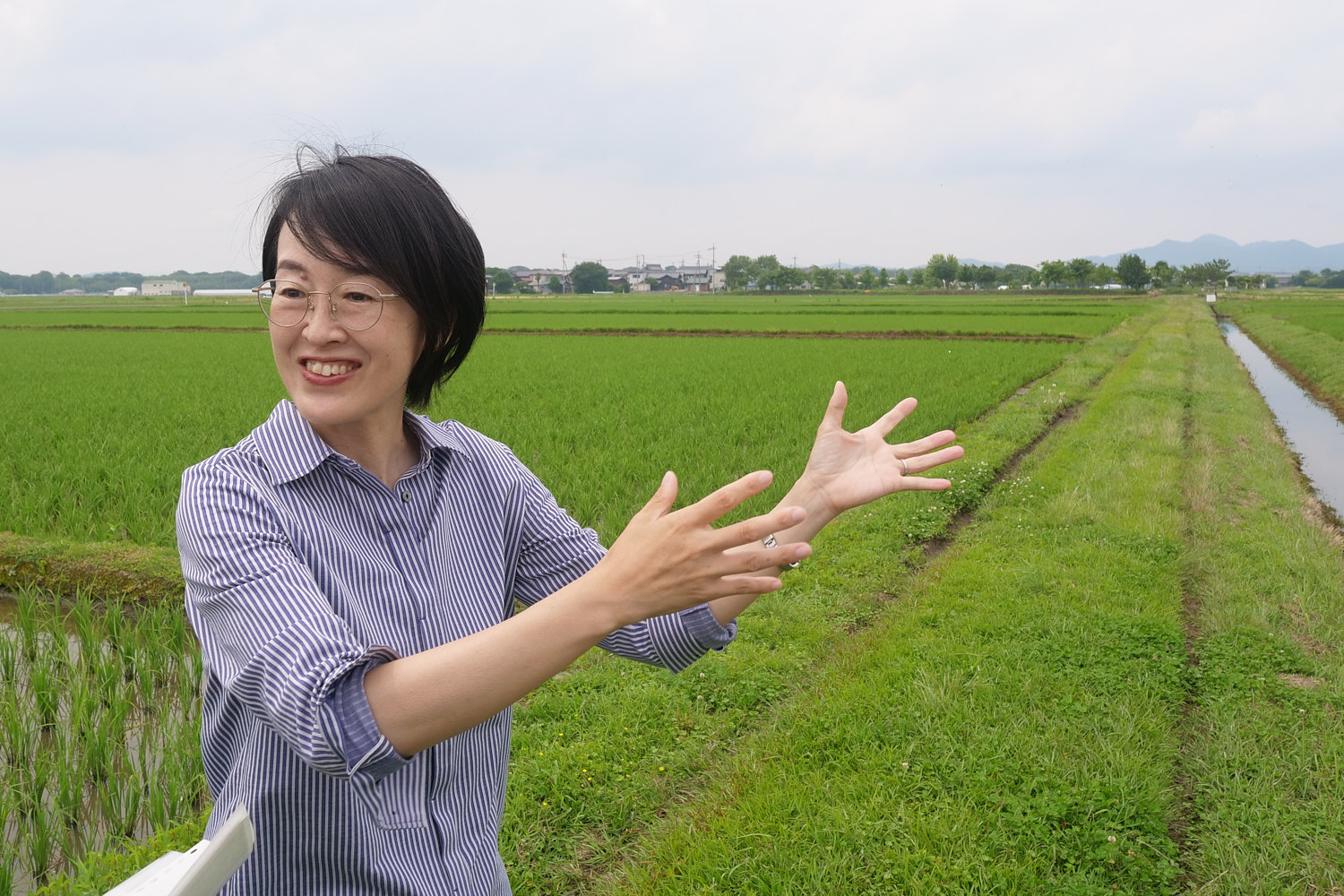 Akiko Minagawa, an associate professor at Shiga Prefectural University, shows the rice fields close to Lake Biwa where baby nigoro-buna grow.