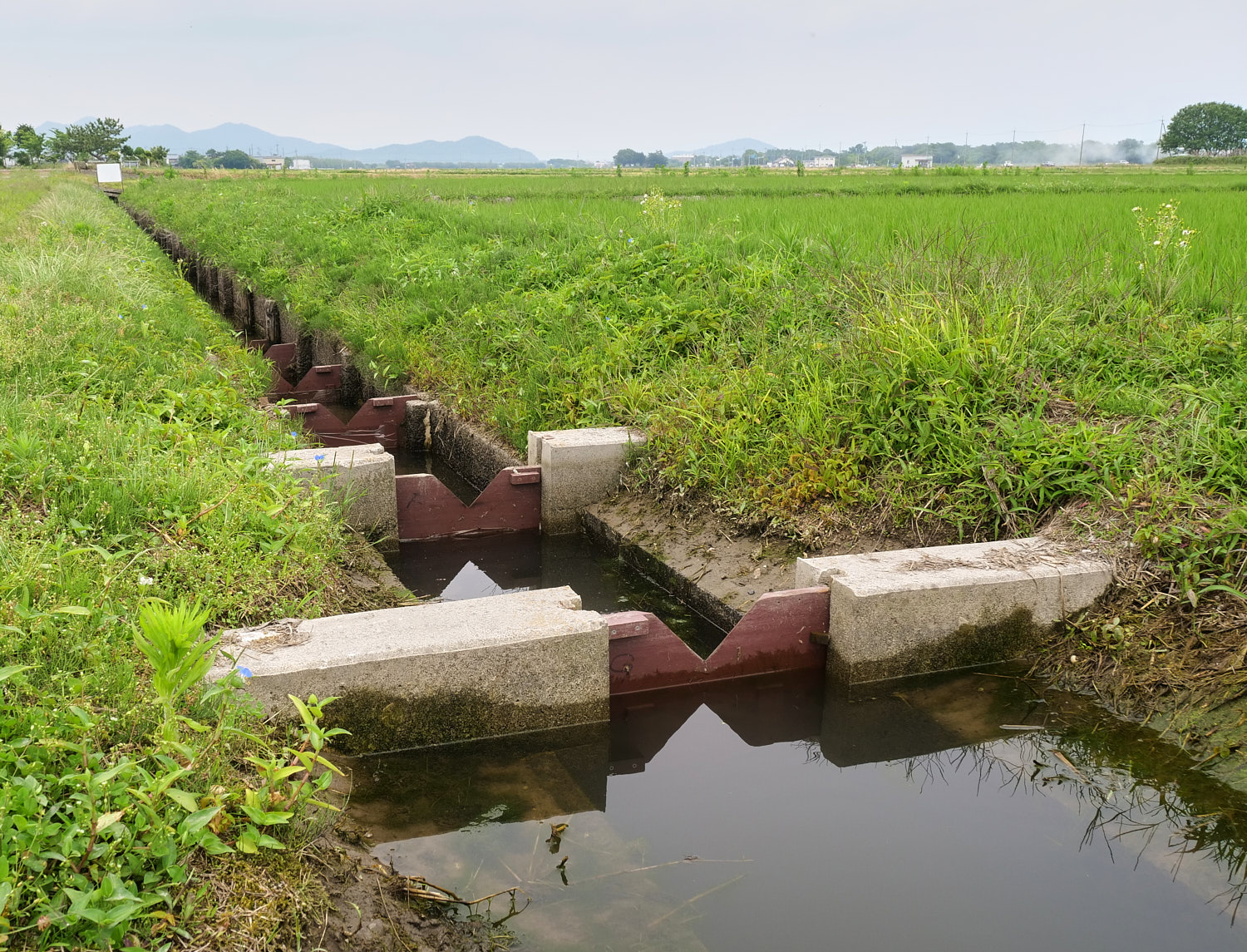 The fish cradle paddy field project uses fish ladders with small gaps for nigoro-buna to swim through when the water level rises enough.