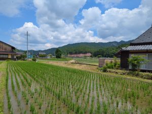 Rice paddies at Keihoku village. (Photo by Ben Lyle.)